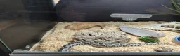 Snake reptiles for sale: Beautiful Male Rough-Scaled Sand Boa in Huntingdon - Advert 3