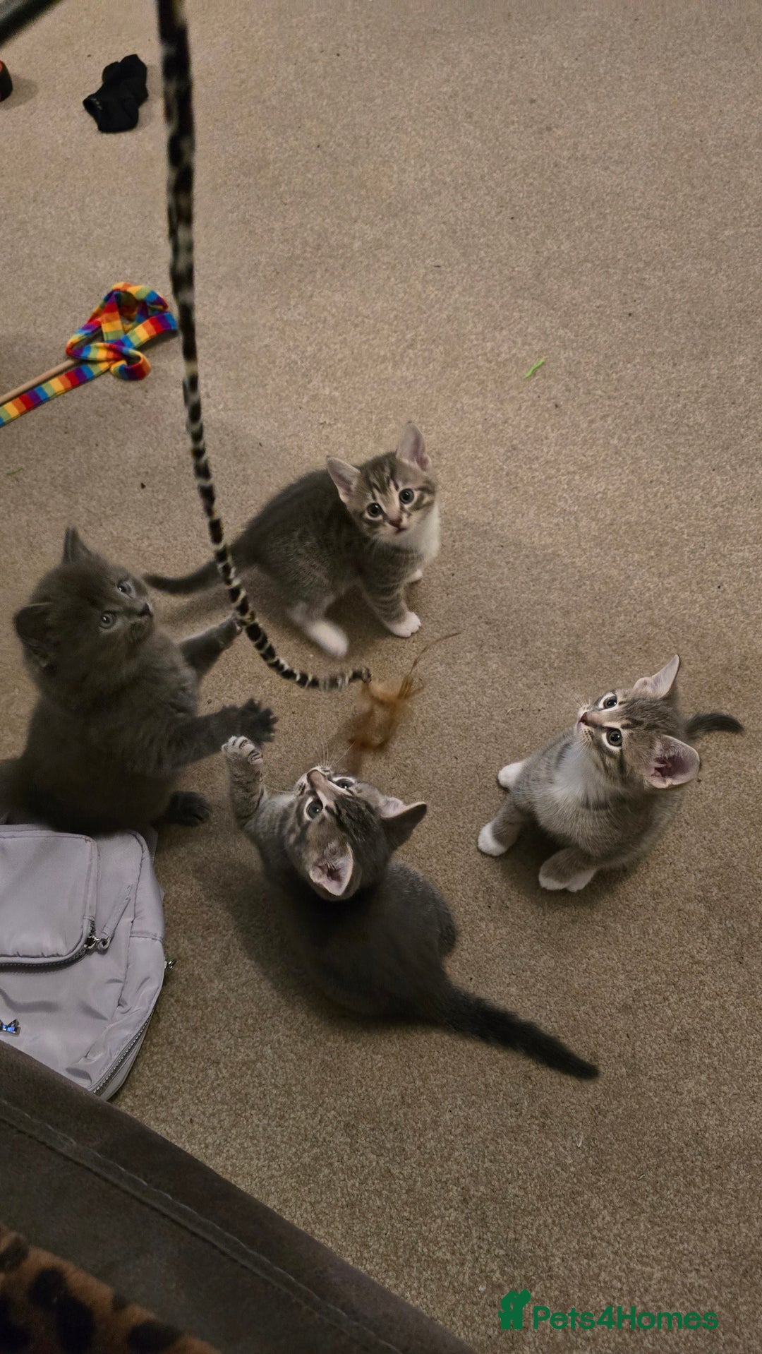 Mixed Breed cats for sale: 🐾 Beautiful Kittens Available 🐾 - Advert 17