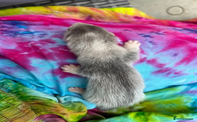 Ferret rodents - Advert 11