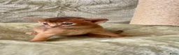 Abyssinian cats for sale: Beautiful GCCF Registered Abyssinian Kittens 💙❤️ - Advert 4