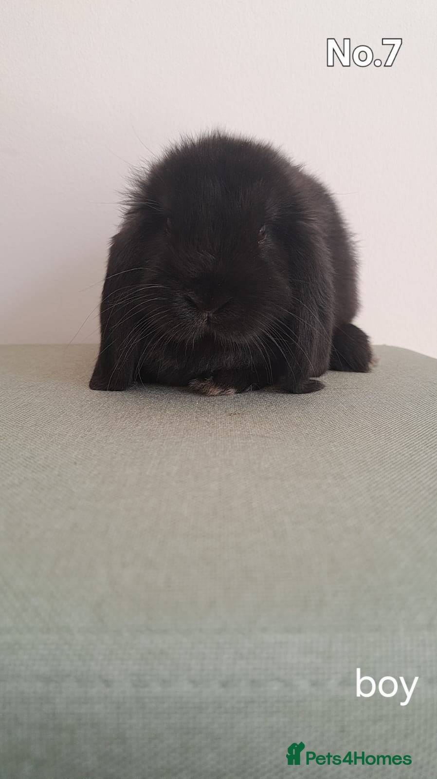 Mini Lop rabbits mini lops  - Advert 4