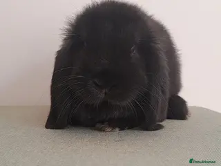 Mini Lop rabbits mini lops - Advert 4