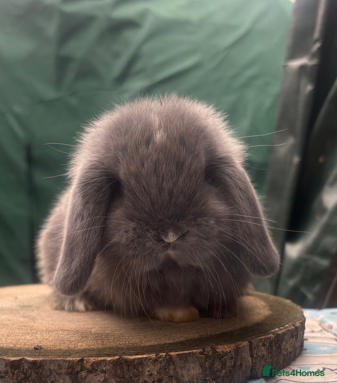 Mini Lop rabbits for sale: Pure bred PEDIGREED mini lops  - Image 2