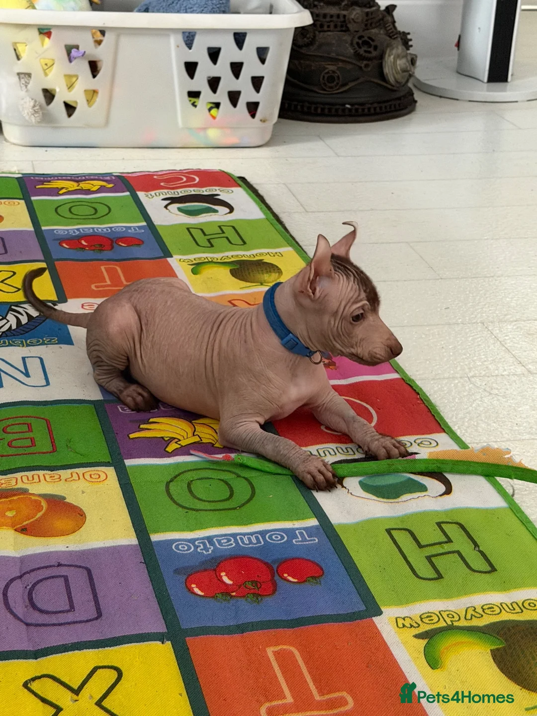 Mexican Hairless dogs for sale: NEW intermediate naked boy 2000 read the advert. - Advert 1