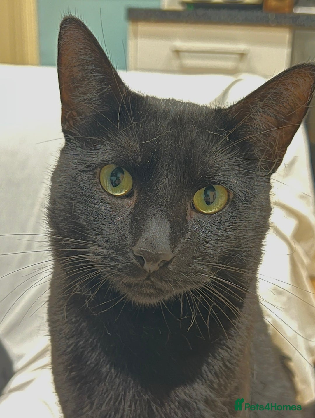 Mixed Breed cats for sale: Loving lucky black cats - Advert 10