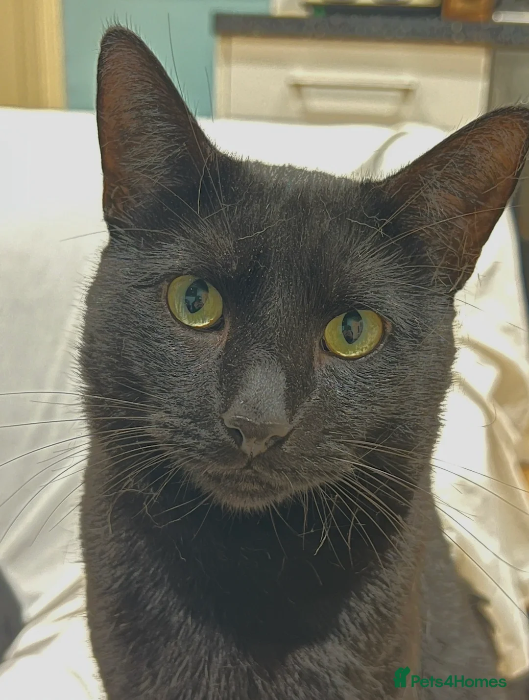 Mixed Breed cats for sale: Loving lucky black cats - Advert 10