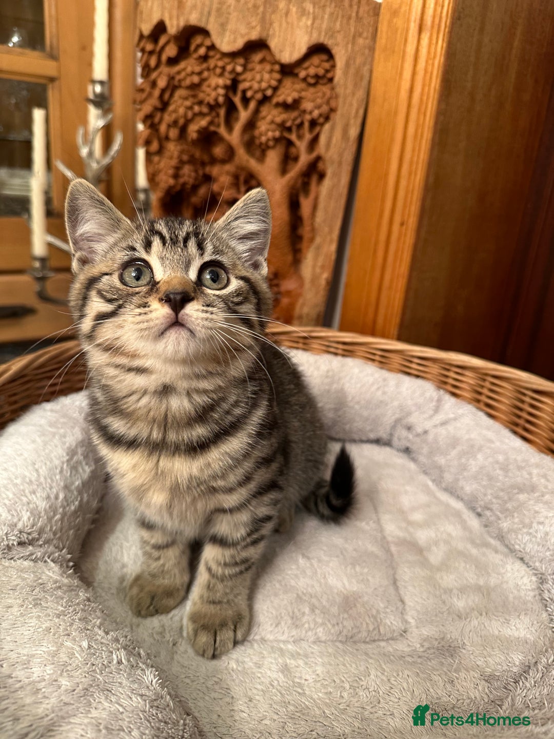 British Shorthair cats for sale: British Shorthair Chocolate Spotted Kittens - Advert 1