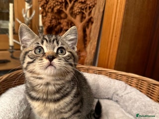 British Shorthair cats British Shorthair Chocolate Spotted Kittens - Advert 5