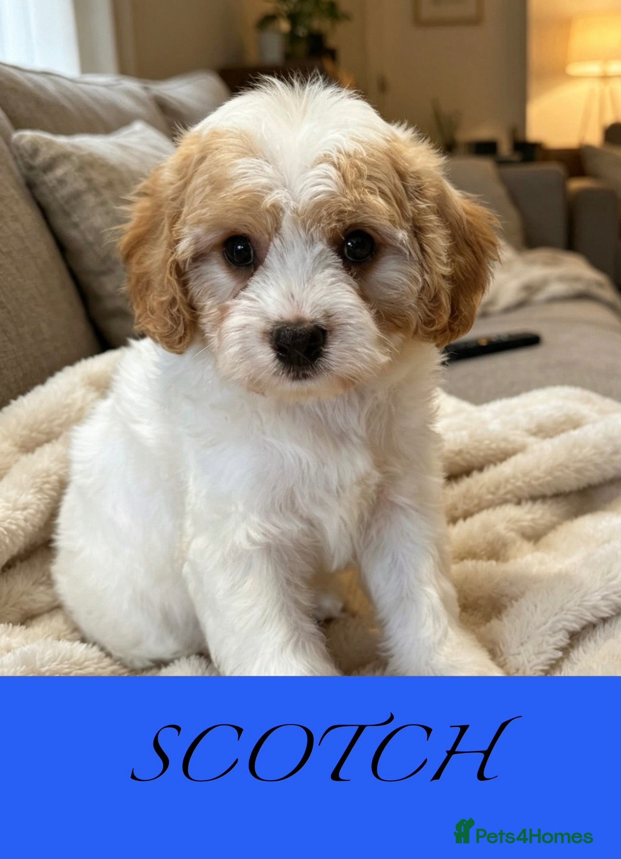 Cavapoo dogs Red cavapoo puppies - Advert 2