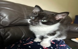 Mixed Breed cats for sale: Black and white female kitten - Image 5