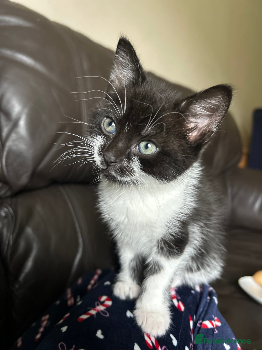 Mixed Breed cats for sale: Black and white female kitten - Image 5