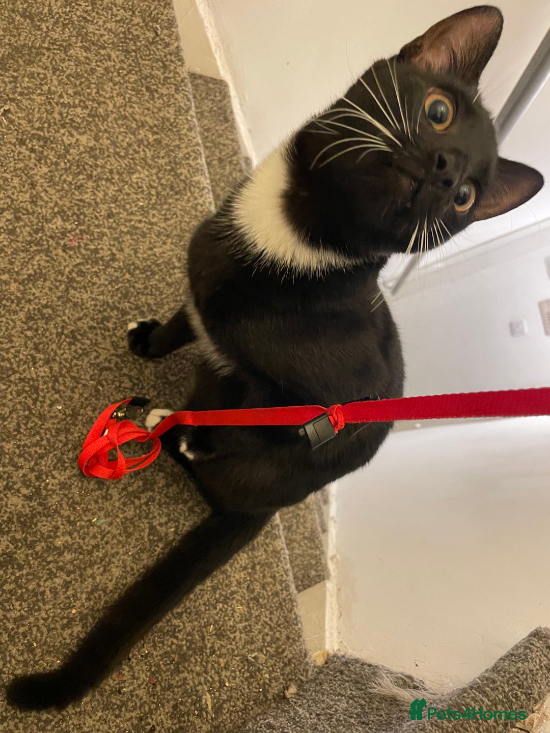 Mixed Breed cats for sale: *Free££* Beautiful brothers looking loving home - Advert 6