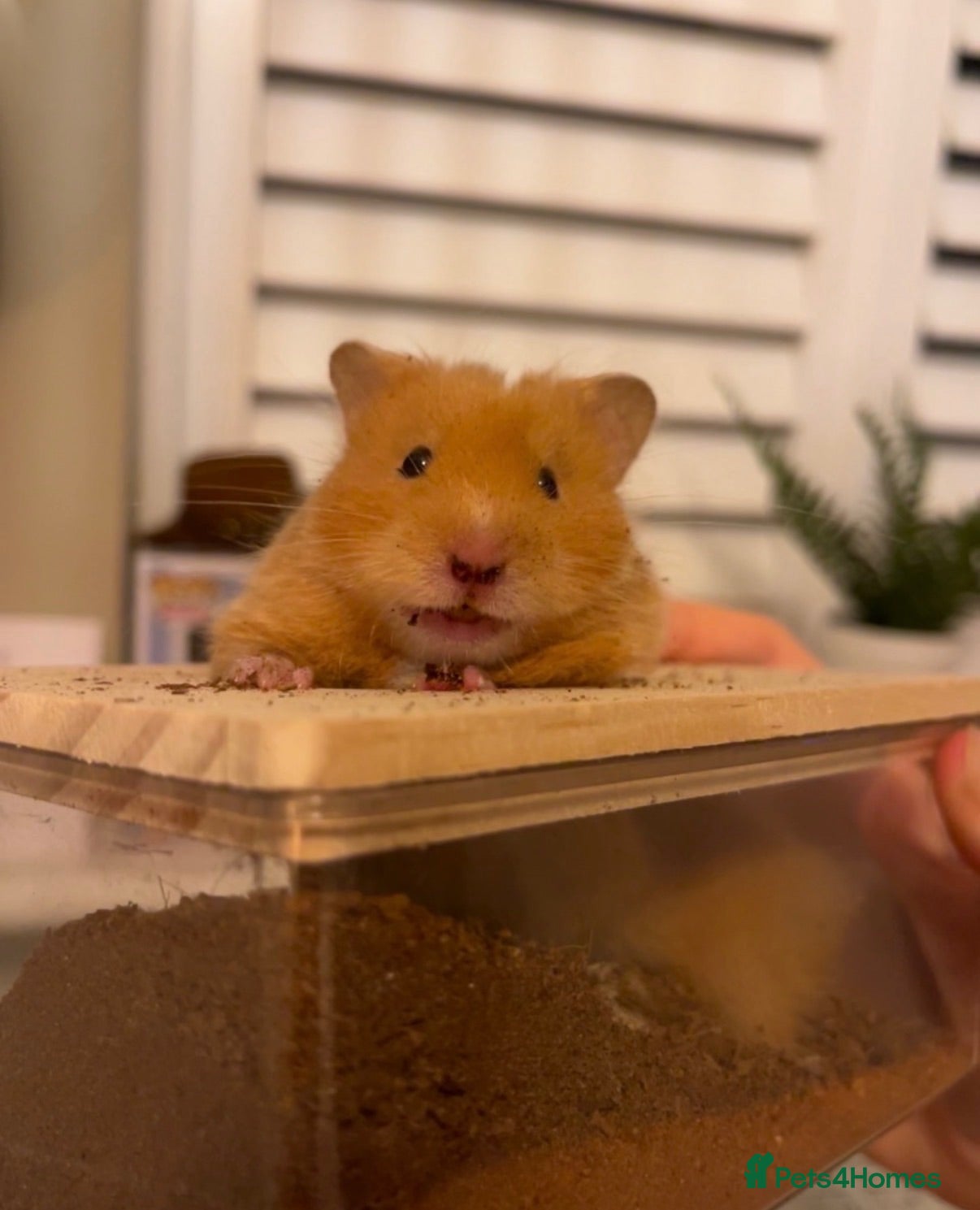 Hamster rodents female syrian hamster  - Advert 2