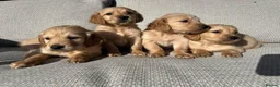 Golden Retriever dogs for sale: 🐾 Gorgeous Golden Retriever Puppies 🐾 in Swadlincote - Advert 6