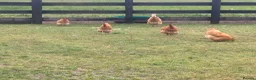 Chickens poultry for sale: Pure buff Orpington’s  - Advert 3