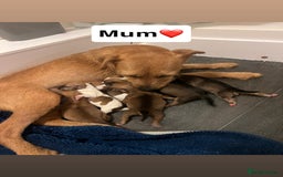 Jack Russell dogs for sale: Beautiful Jack Russel puppies  - Image 8