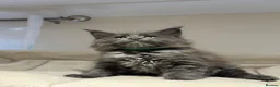 Maine Coon cats for sale: Beautiful TICA Registered Maine Coon Kittens Avail - Advert 30