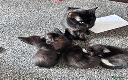 Mixed Breed cats for sale: British Bombay mixed  - Image 8