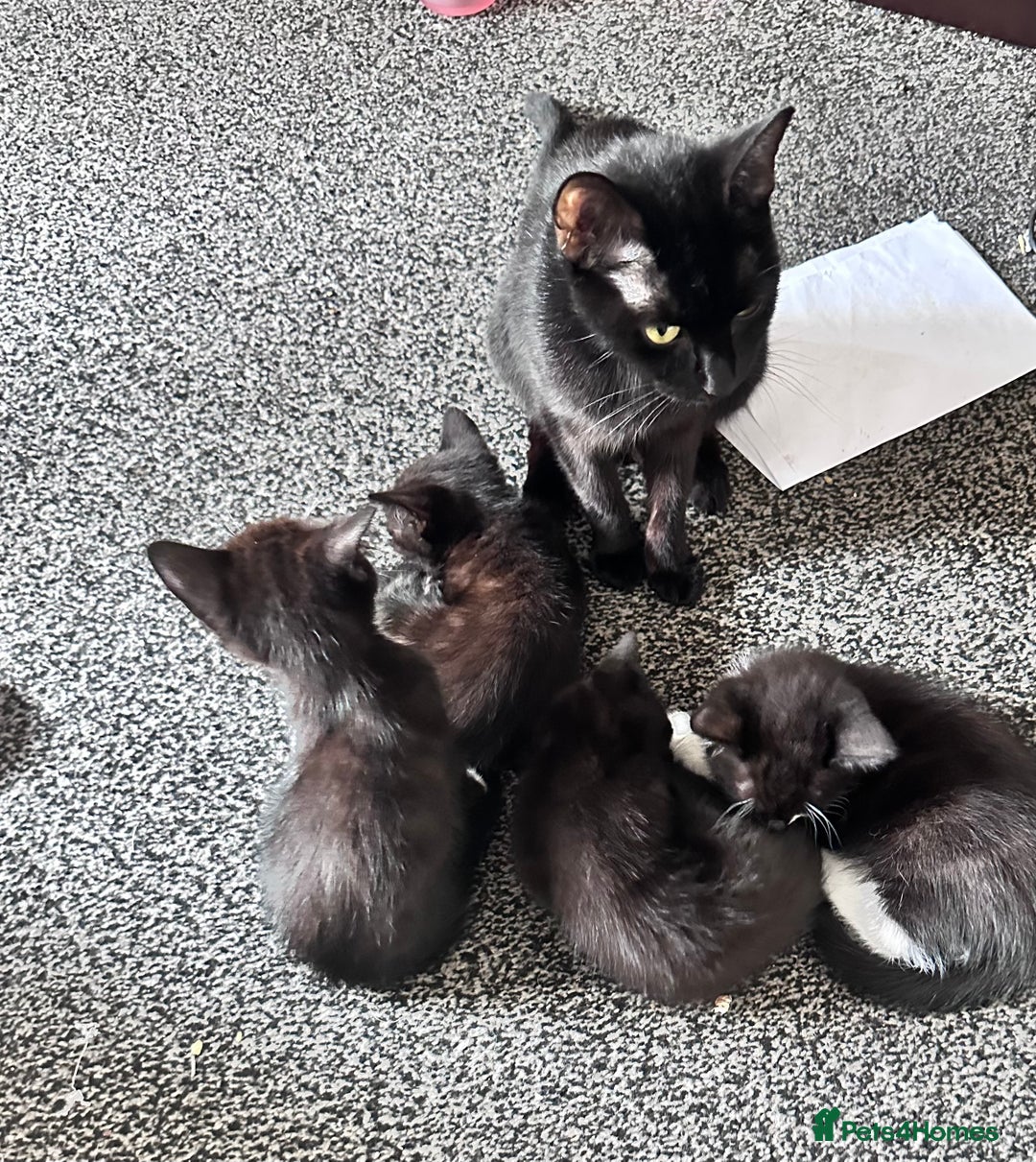 Mixed Breed cats for sale: British Bombay mixed  - Image 8