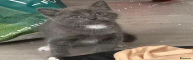 Kitten 1