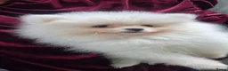 Pomeranian dogs for sale: Beautiful snow white Pomeranian puppy's  in Warrington - Advert 2