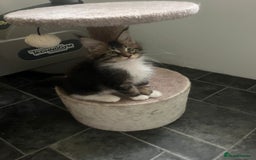 Maine Coon cats for sale: Gorgeous bundles of fluff n mischief  - Image 26