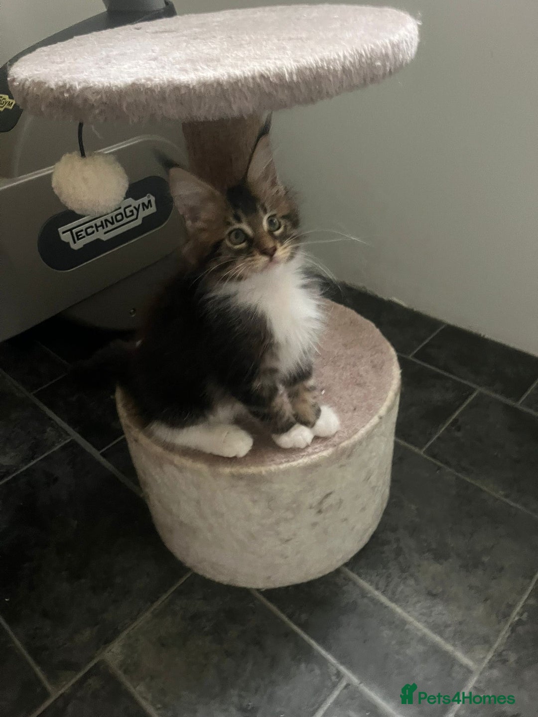 Maine Coon cats for sale: Gorgeous bundles of fluff n mischief  - Image 26
