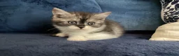 British Shorthair cats for sale: Beautiful British shorthair kittens - Advert 5