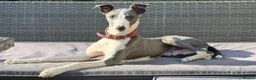 Whippet dogs for stud: KC Blue Parti Whippet Stud - Advert 2