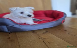 West Highland Terrier dogs for sale: 2 Female West Highlands Puppies - Image 11