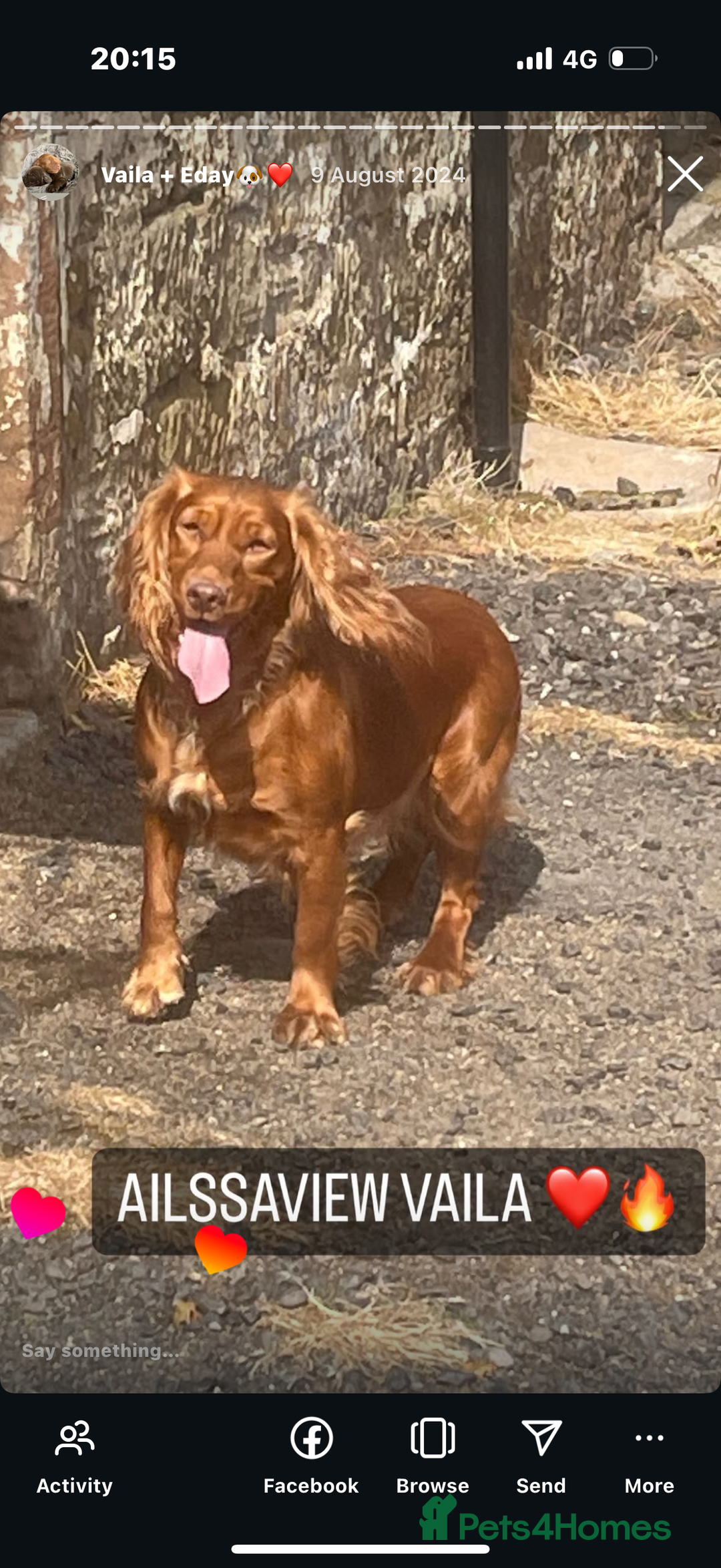 Cocker Spaniel dogs for sale: STUNNING KC COCKER SPANIELS  - Image 9