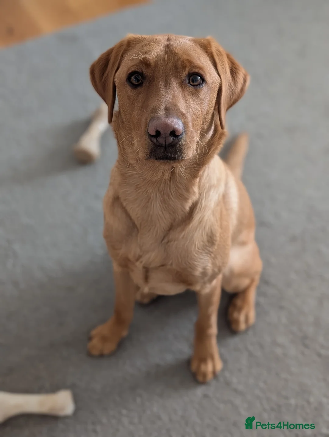 Labrador Retriever dogs for sale: Adorable 10 month male lab - Advert 1