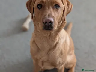 Labrador Retriever dogs Adorable 10 month male lab - Advert 1