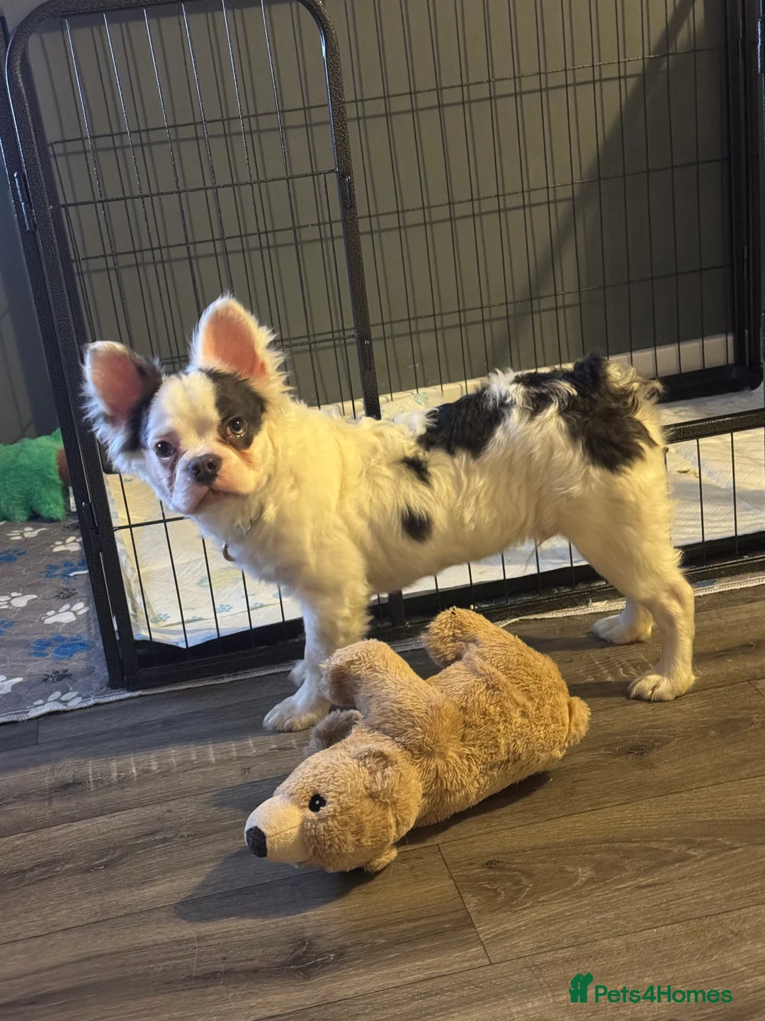 French Bulldog dogs for sale: Fluffy Frenchie - Advert 3