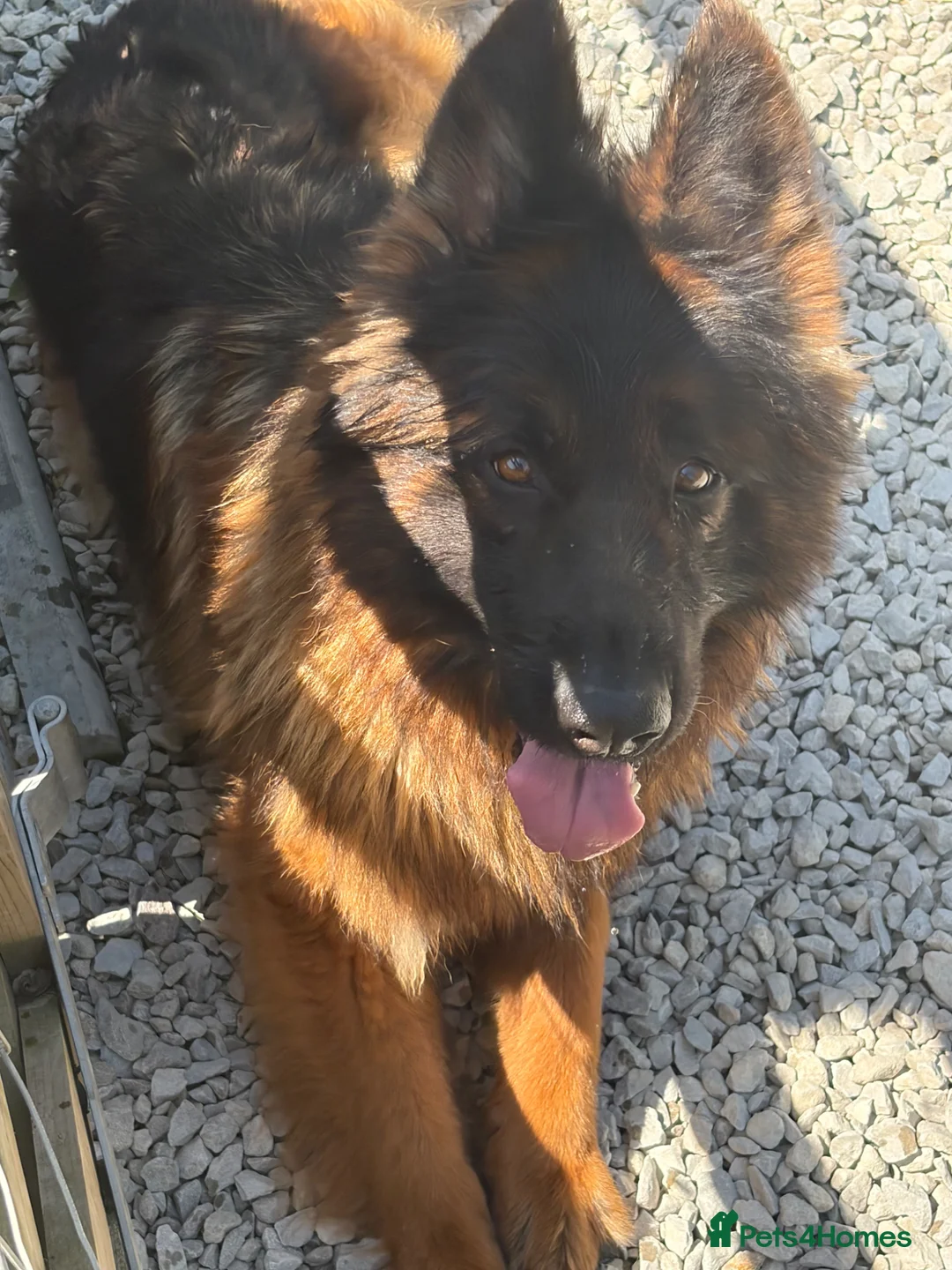 German Shepherd dogs for sale: German shepherd bitch for sale  - Advert 2