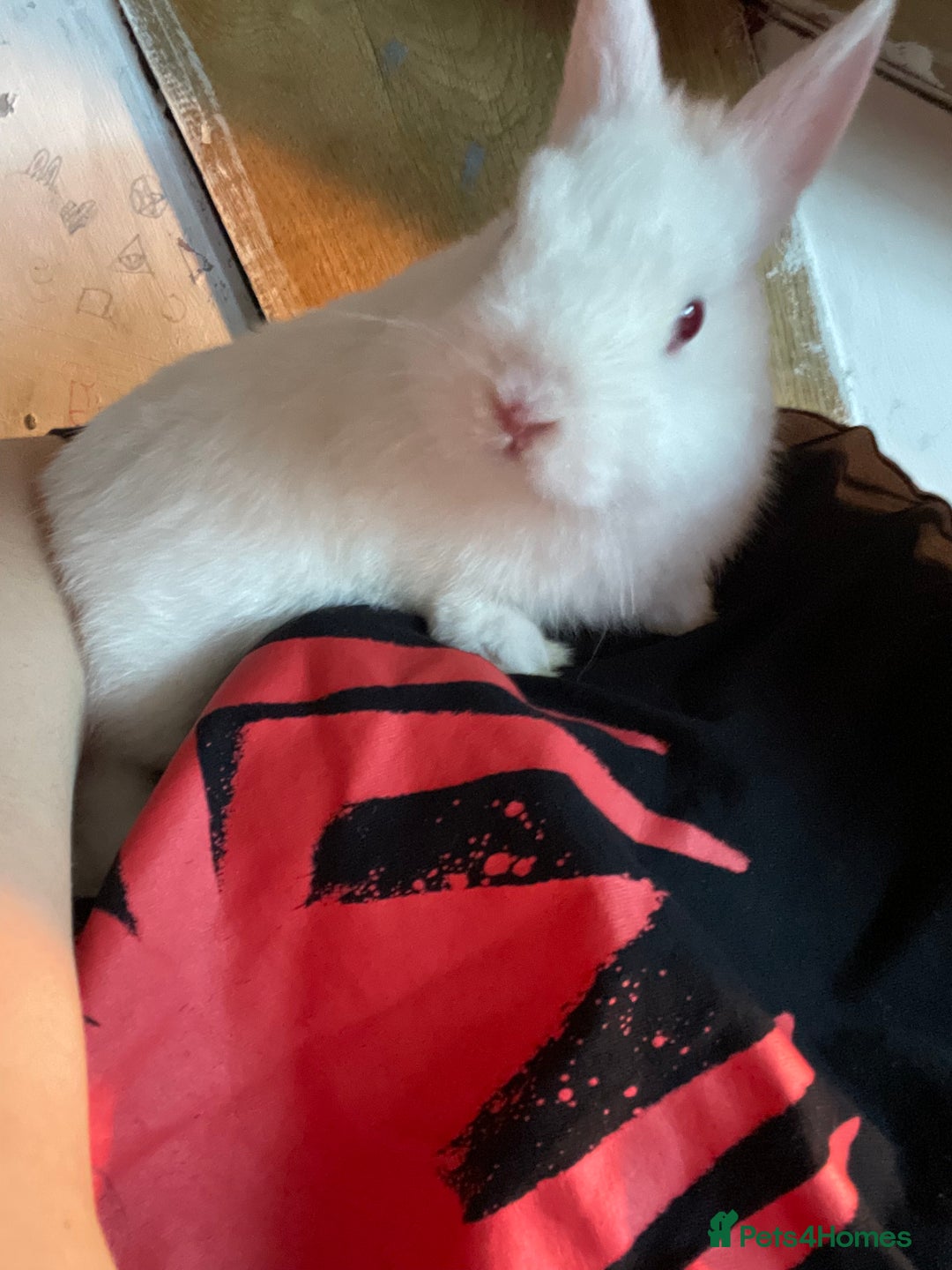 Netherland Dwarf rabbits for sale: Two bunnys looking for a 10/10 forever home.  - Image 3