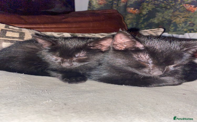 Mixed Breed cats - Advert 2