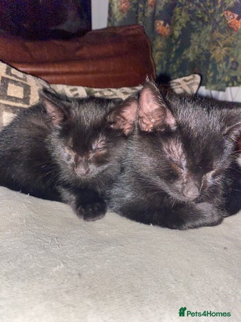 Mixed Breed cats - Advert 2