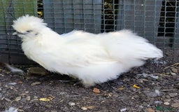Chickens poultry for sale: Mixed Silkie chickens (Trio/all). Hatched 2025 - Image 2