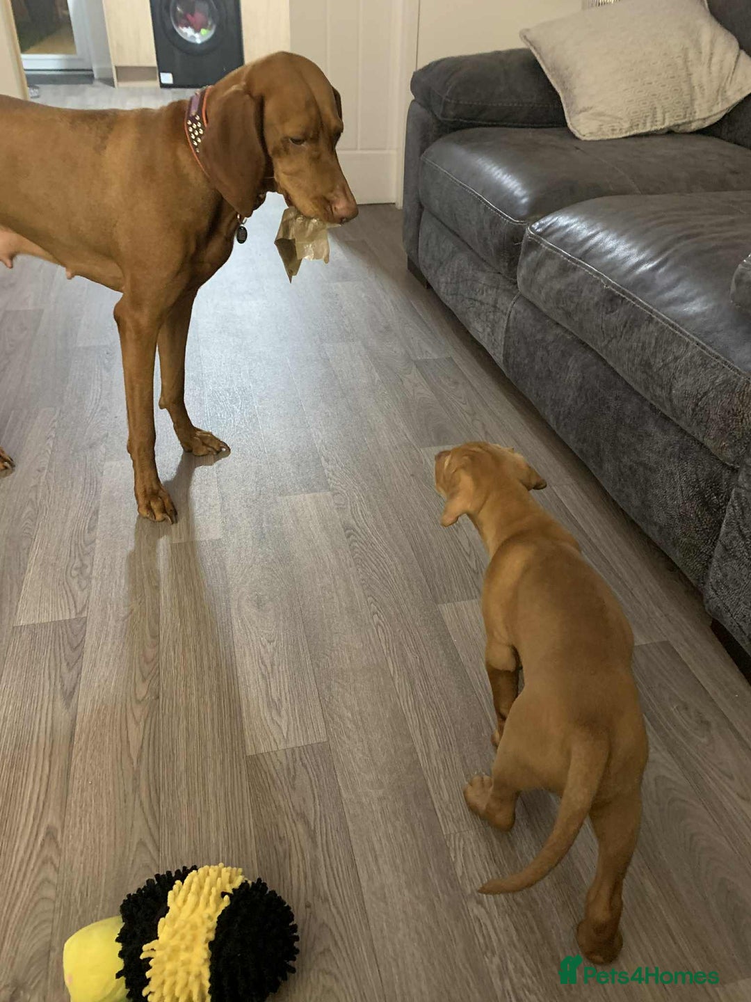 Hungarian Vizsla dogs for sale: KC Hungarian Vizsla puppy - Advert 6