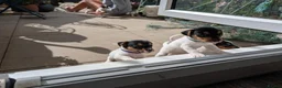 Jack Russell dogs for sale: Jack Russell puppies  - Advert 5