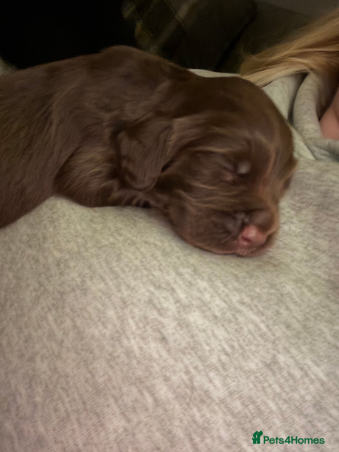 Sprocker dogs for sale: Stunning F1 sprocker puppies - Advert 7