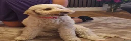 Cockapoo dogs for sale: 7 beautiful Cockapoo - Advert 25