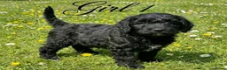 Goldendoodle dogs for sale: Beautiful miniature F1 Goldendoodle - Advert 4