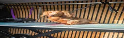 Miniature Dachshund dogs for stud: **RogueRoyales Luxe** PRA Clear Long Hair - Advert 6