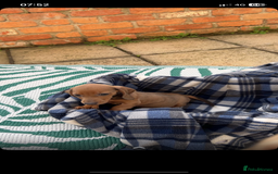 Dachshund dogs for sale: Dachshund puppies for sale 2x girls 1x boy - Image 5
