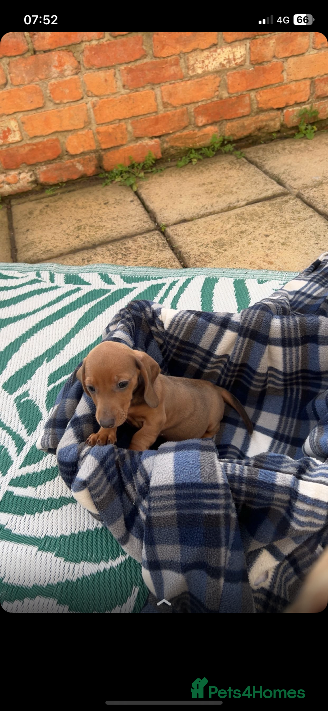 Dachshund dogs for sale: Dachshund puppies for sale 2x girls 1x boy - Image 5