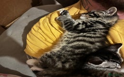 British Shorthair cats for sale: Gorgeous kittens ready soon 3 girls 😍 - Image 9