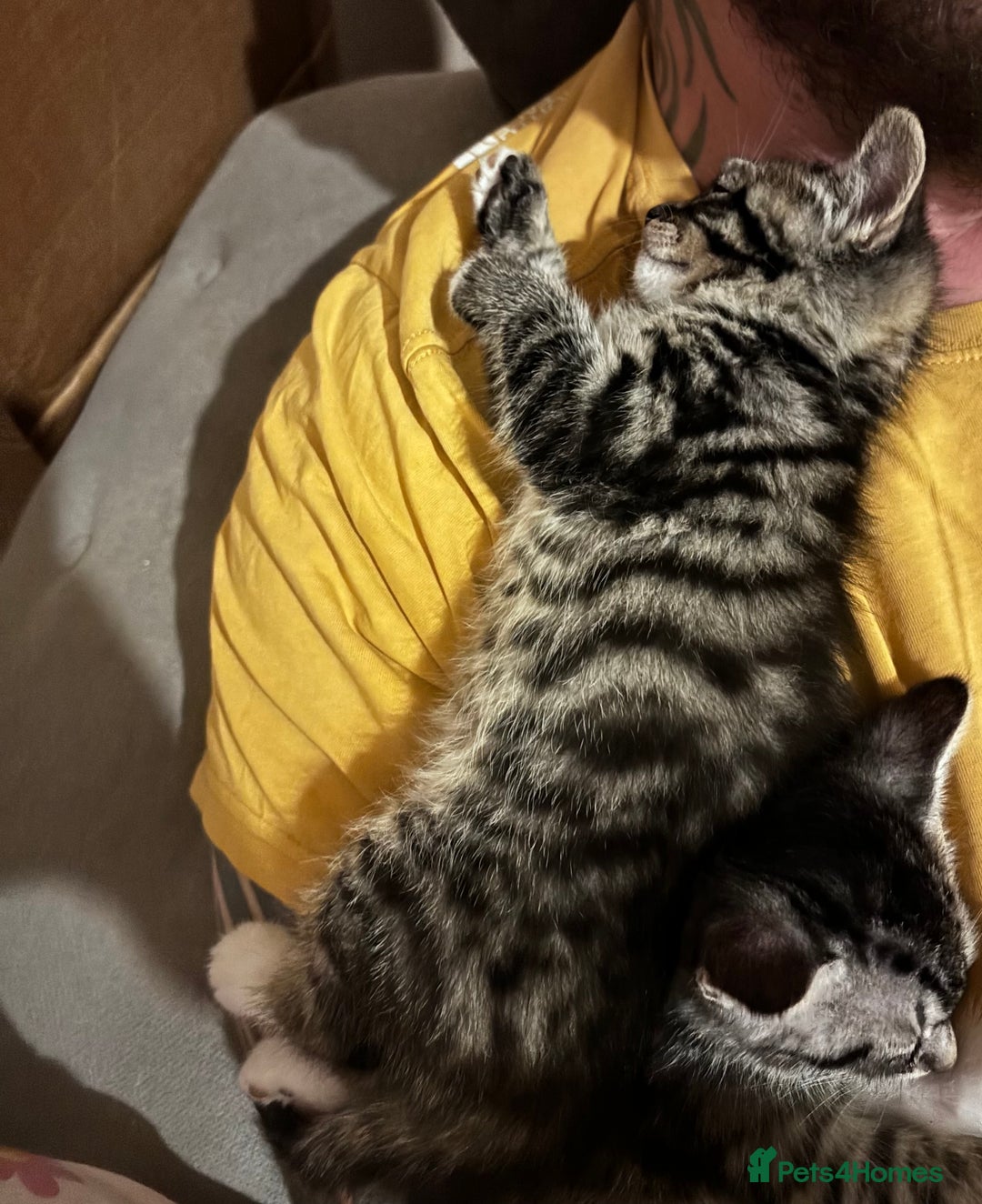 British Shorthair cats for sale: Gorgeous kittens ready soon 3 girls 😍 - Image 9
