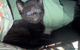 British Shorthair cats for sale: 4 full black cats - Image 7